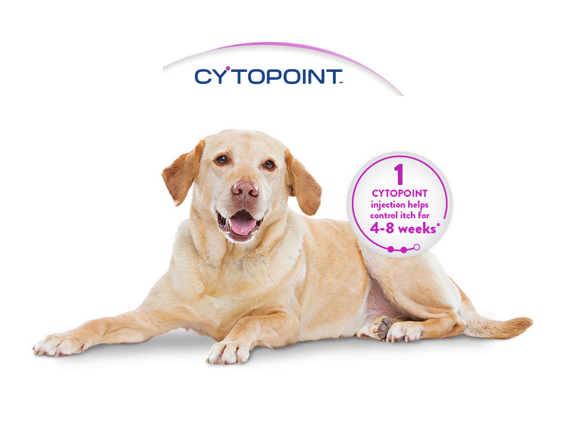 Cytopoint shot hot sale for dogs